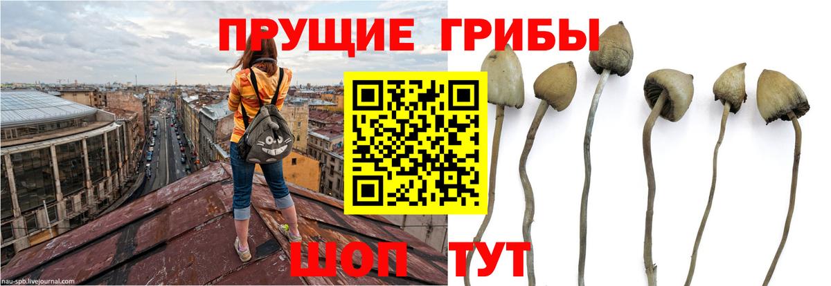 Галлюциногенные грибы мицелий  Вход с VPN  Находка 